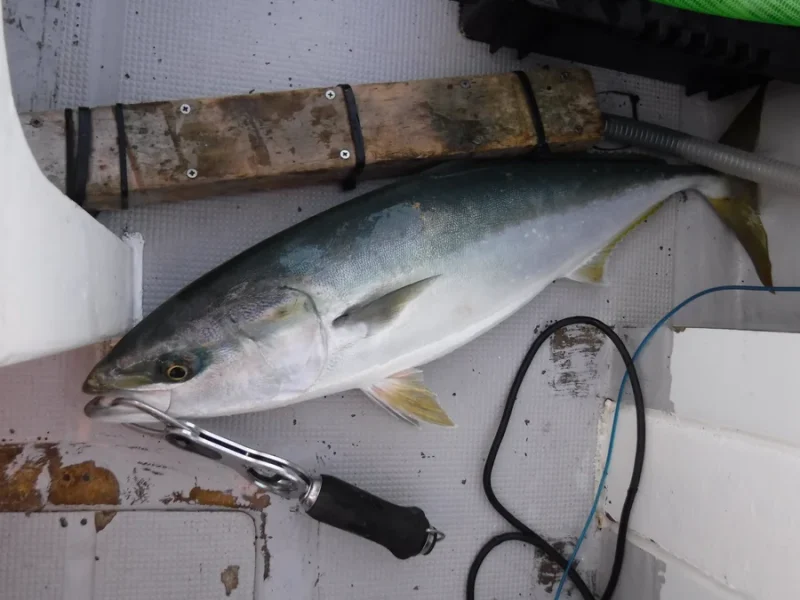佐伯で釣れたハマチ