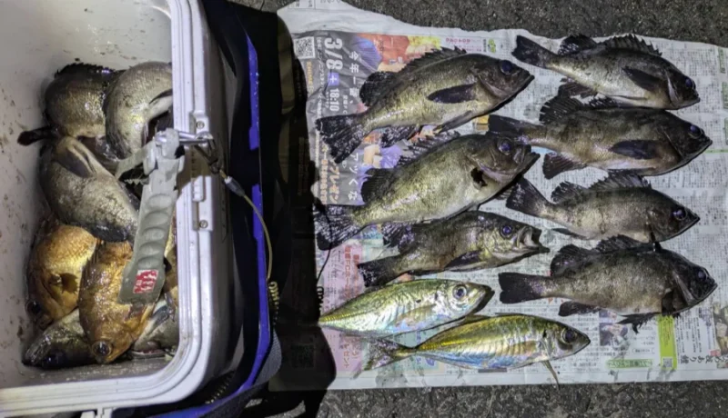 メバルの釣果