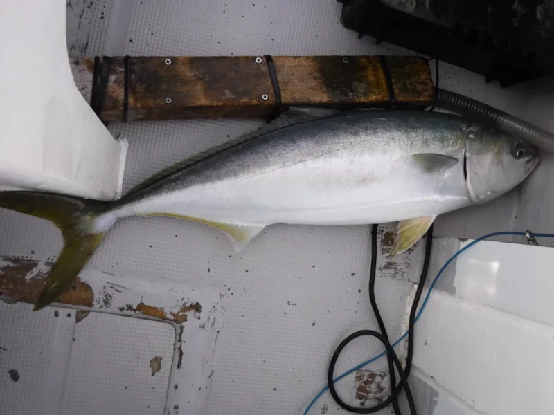 落とし込み ハマチ