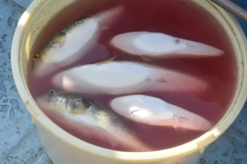 ショウサイフグ釣果