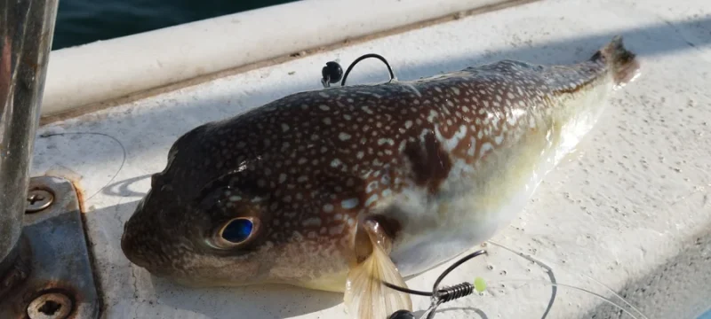 カットウ釣り フグ