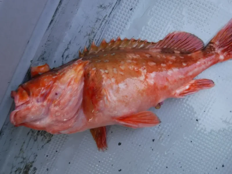 佐伯で釣れたカサゴ