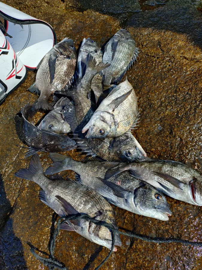 笠岡のチヌ釣果