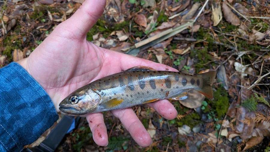 愛媛 アマゴ 小田深山
