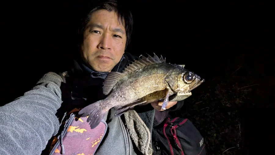 松山近郊のメバル