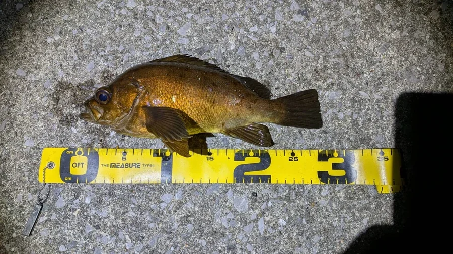 ルアーで釣った良型メバル