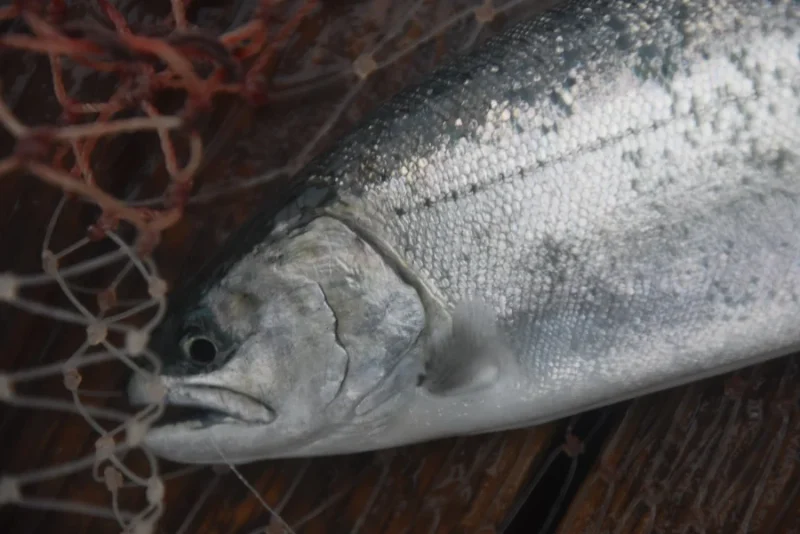 海恵 サクラマス