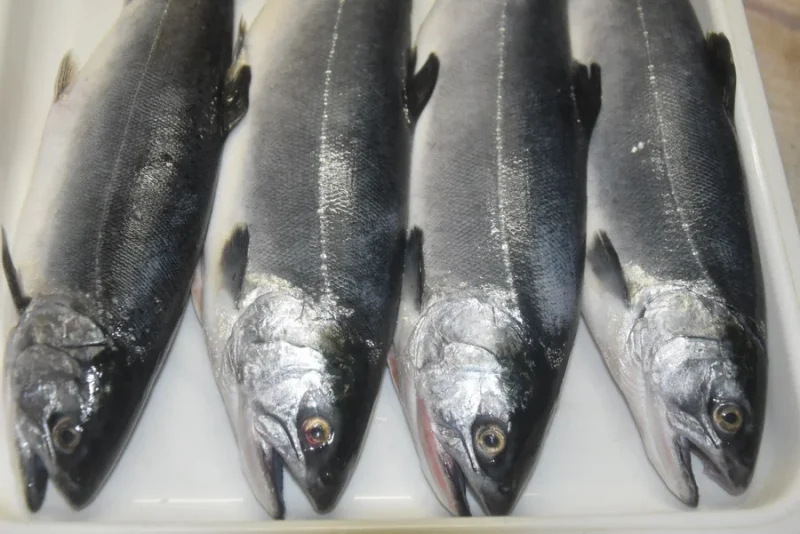 海上釣り堀サーモン釣果