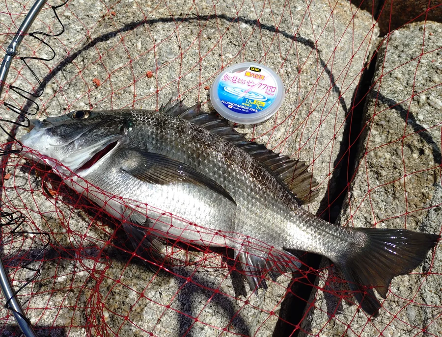 魚に見えないピンクフロロとチヌ