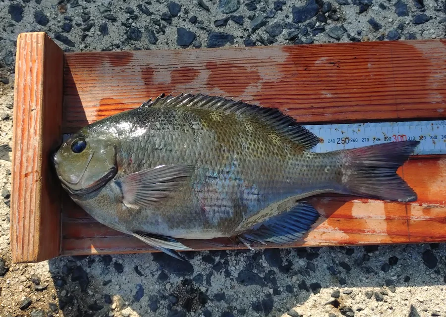 山口 柱島 グレ