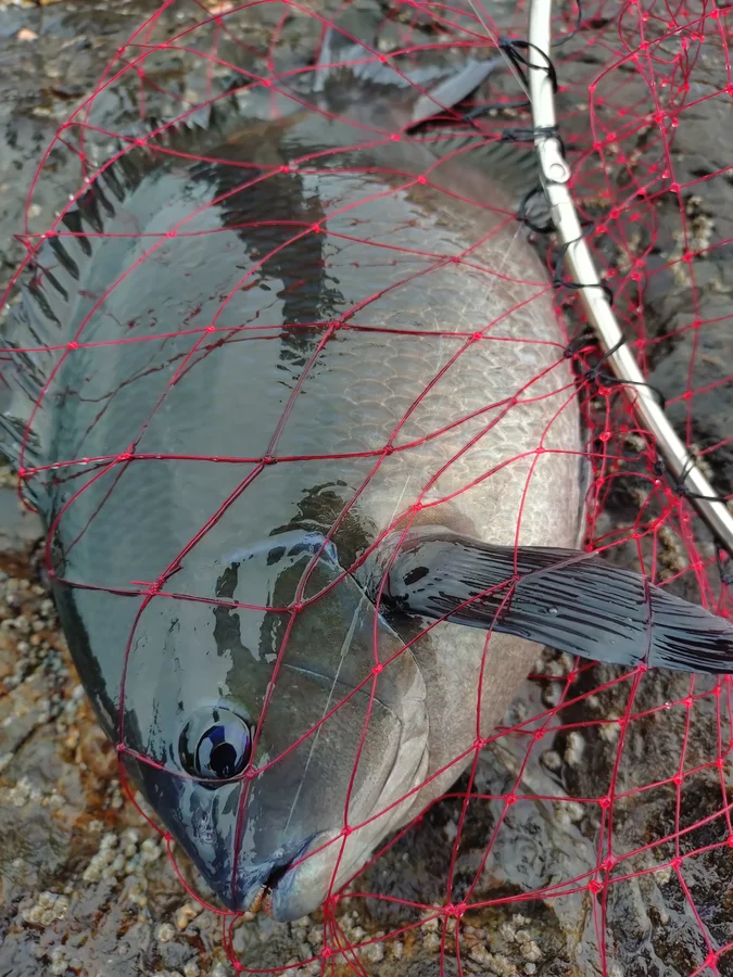 野島で釣れたグレ