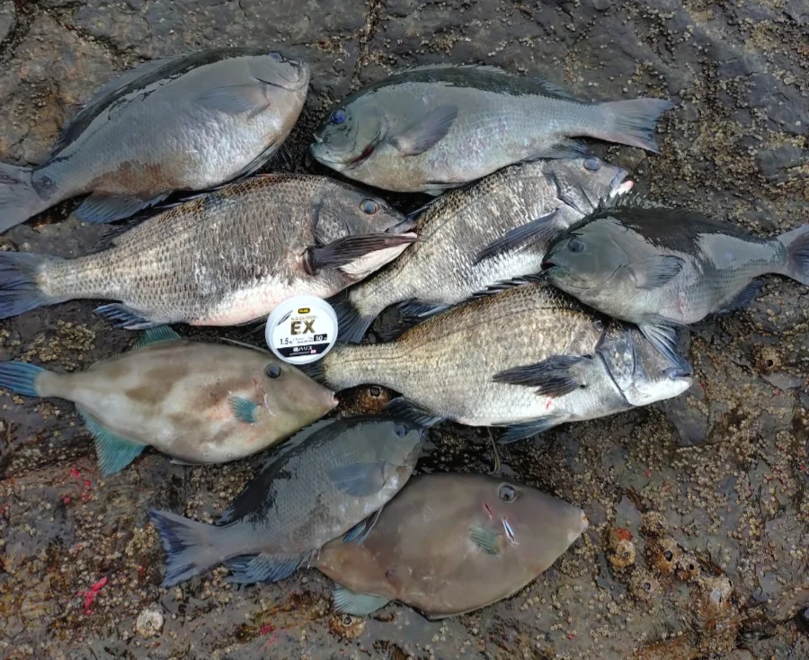 野島のチヌ・グレの釣果