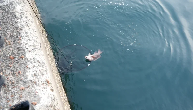 ドロップネットの使い方