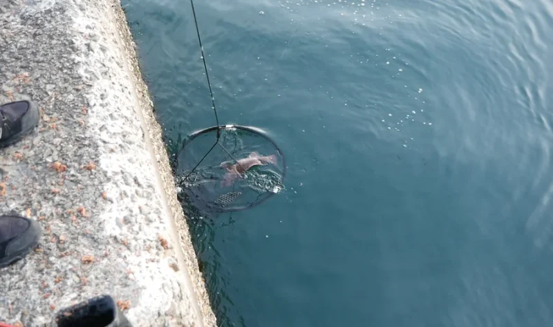 ドロップネットに入ったコブダイ