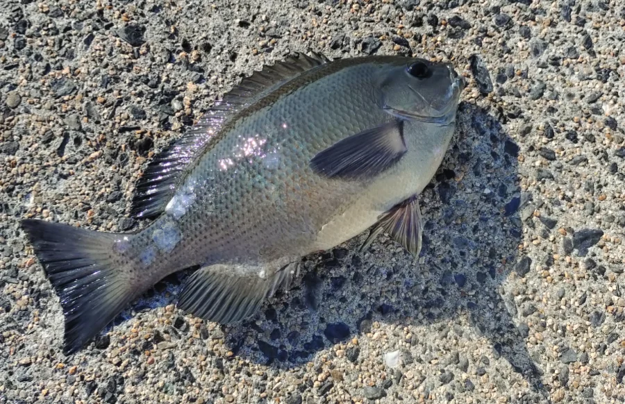 柳井のグレ