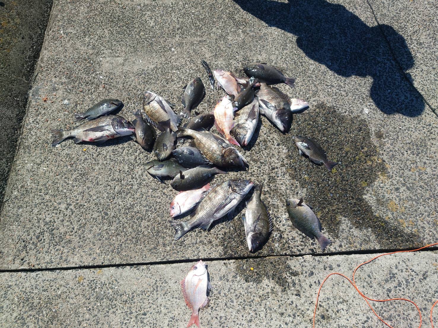 今回の釣果