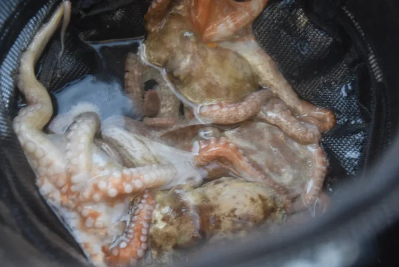 マダコ釣果