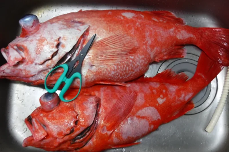 ベニアコウ 相模湾