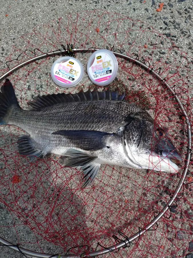 魚に見えないピンクフロロEXとチヌ