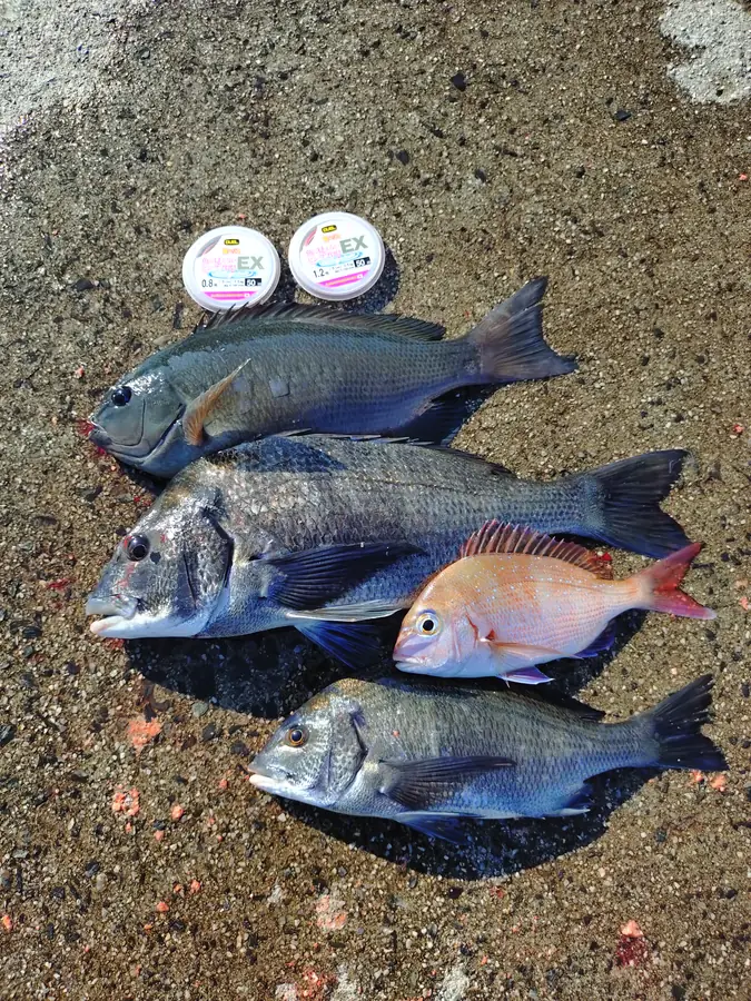 周防大島 チヌ グレ 釣果