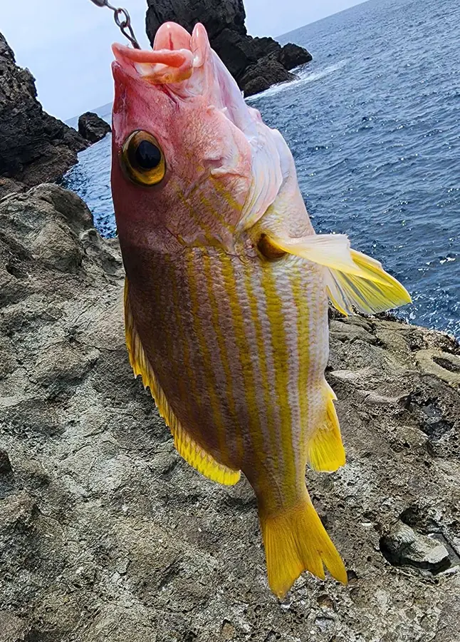 キュウセンフエダイ 釣り