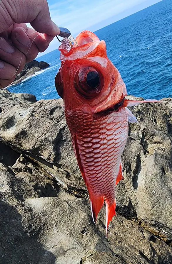 アカマツカサ 釣り