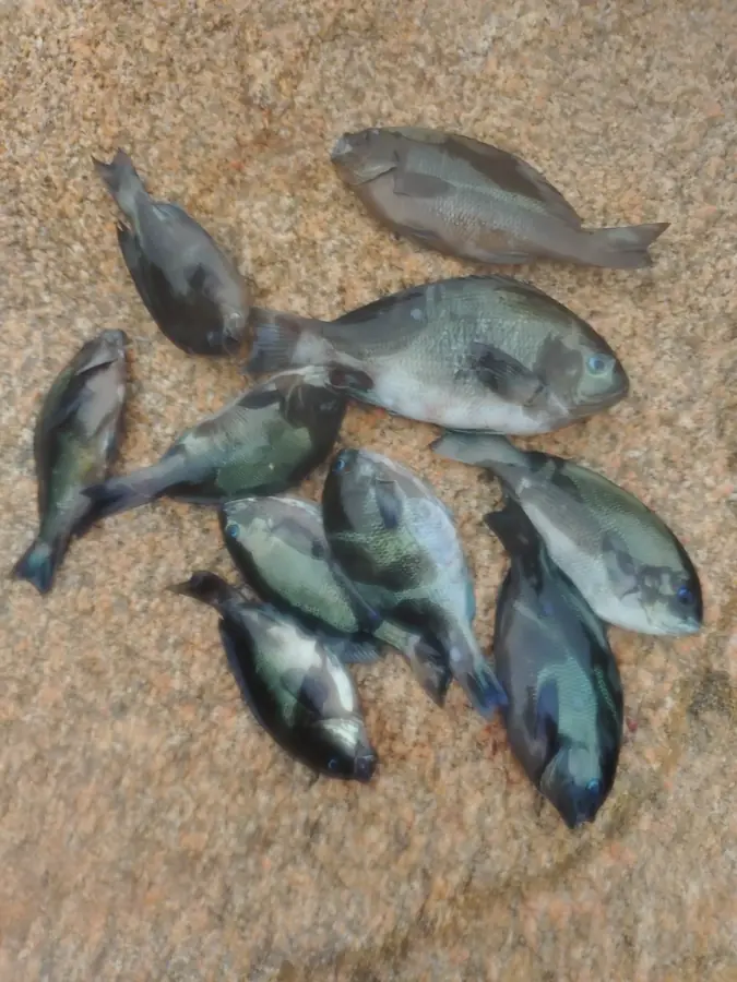 大黒神島で釣れたグレ
