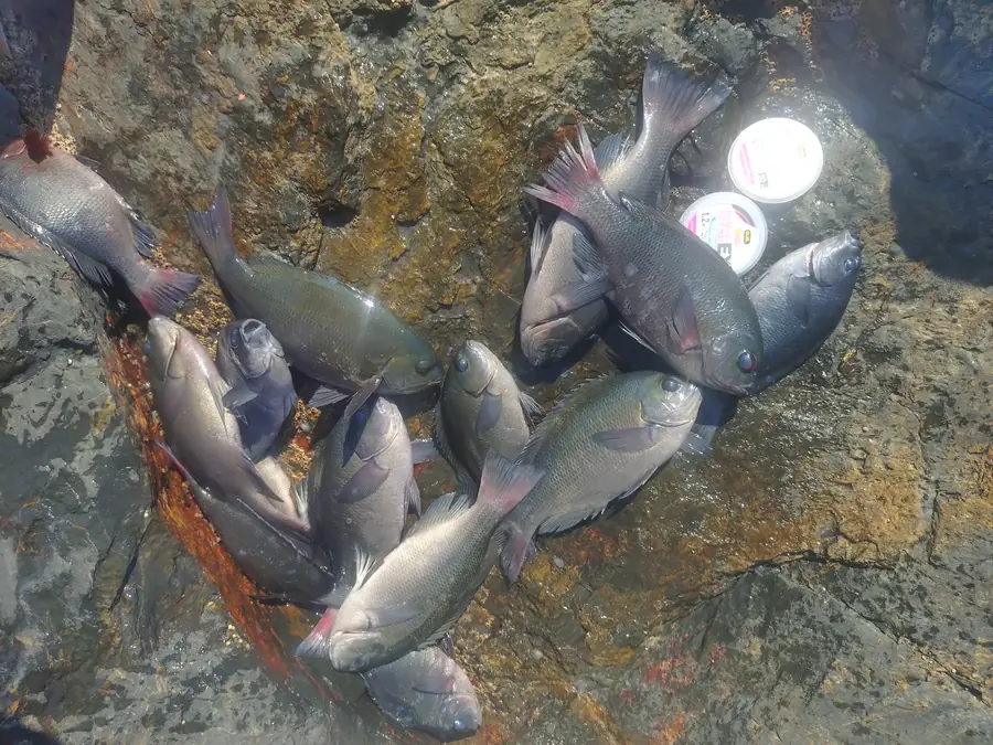 金ヶ崎のグレ釣果とハリス