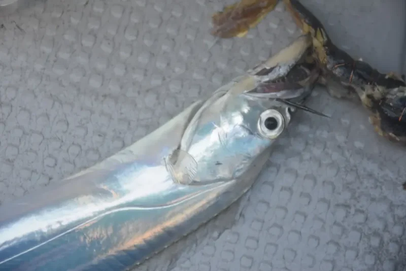 タチウオとテンヤ