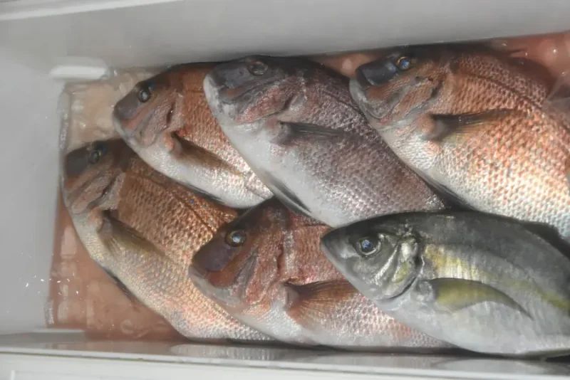 水宝の釣果